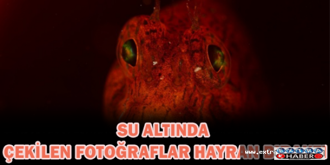 Su altında çekilen fotoğraflar hayran bıraktı